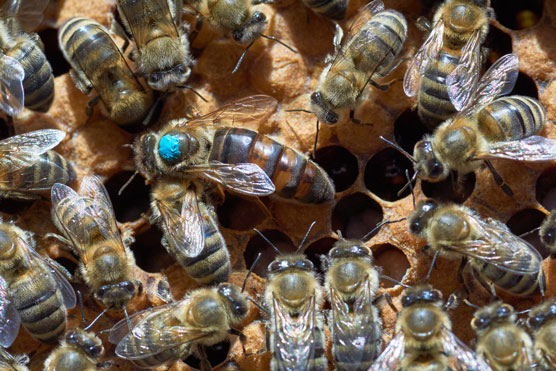 ¿Qué hace que una abeja reina sea reina?