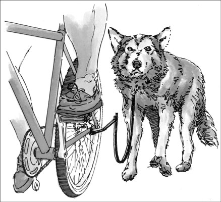 Asegurarse de que nuestro perro haga suficiente ejercicio