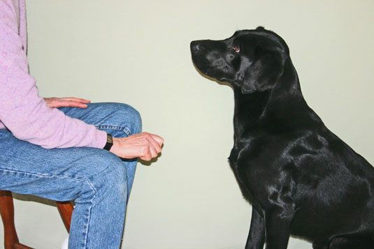 Cómo entrenar a tu perro para que lo deje