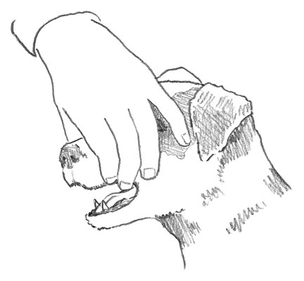 Cómo entrenar a tu perro para que retribuya después de ir a buscar