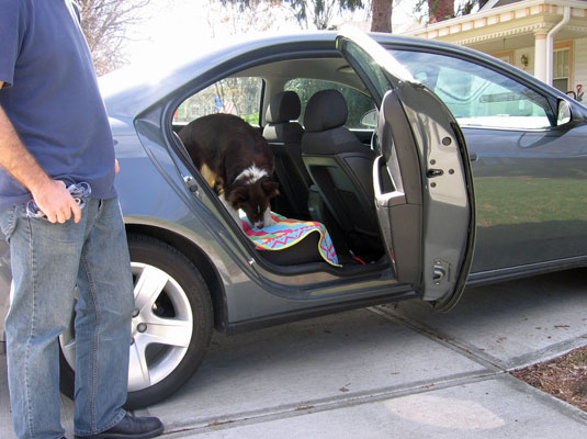 Cómo curar la fobia al coche de tu perro