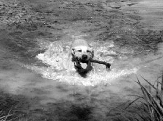 Cómo identificar razas de perros deportivos
