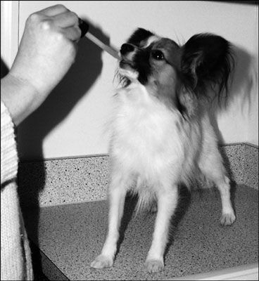 Cómo darle a su perro medicina oral, auditiva u ocular