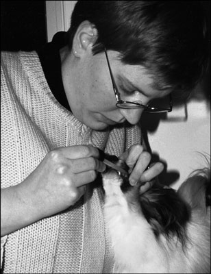 Cómo darle a su perro medicina oral, auditiva u ocular