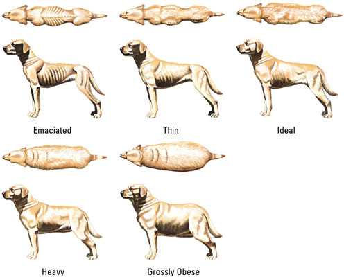 Cómo evaluar el peso de su perro