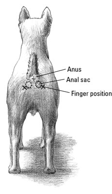Cómo vaciar los sacos anales de su perro
