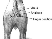 Cómo vaciar los sacos anales de su perro