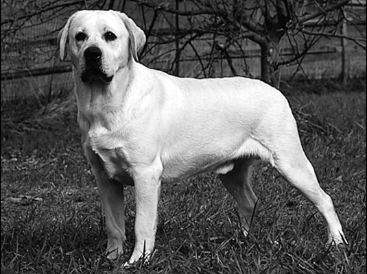 Labrador Retrievers: el estándar de la raza AKC