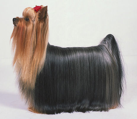 Cómo conseguir el estilo tradicional de Yorkshire Terrier