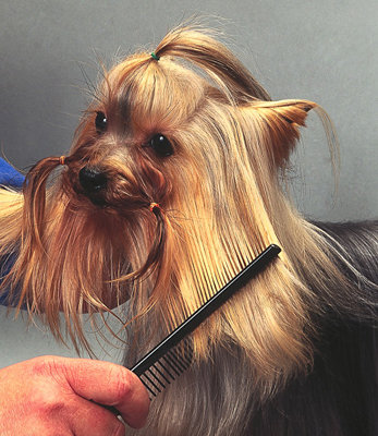 Cómo conseguir el estilo tradicional de Yorkshire Terrier