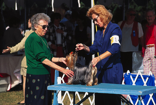 Espectáculos y concursos para tu yorkshire terrier