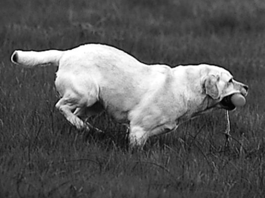 Espectáculos y concursos para su labrador retriever