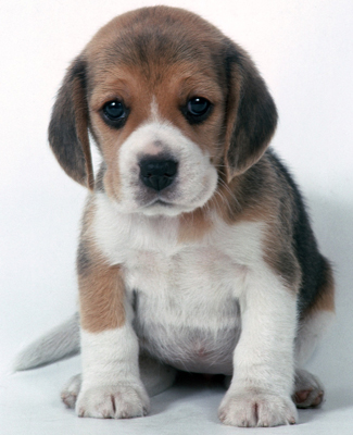 ¿Es el Beagle la raza adecuada para ti?