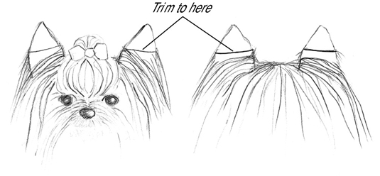 Cómo cuidar a un yorkshire terrier