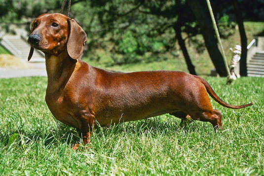 Dachshunds: el estándar de la raza AKC