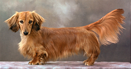 Dachshunds: el estándar de la raza AKC