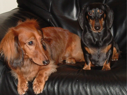 Características del perro salchicha miniatura
