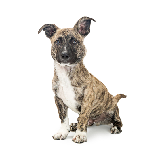 Introducción a los perros de raza mixta