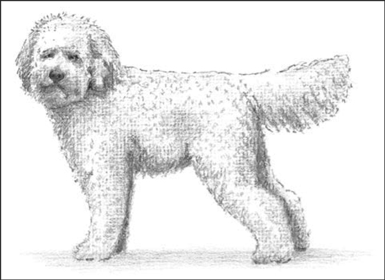 Perros de diseño: montones de caniches