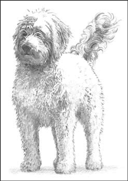 Perros de diseño: montones de caniches