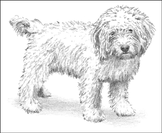 Perros de diseño: montones de caniches