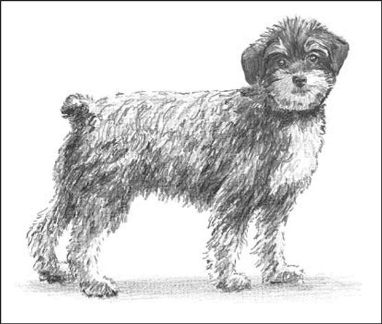 Perros de diseño: montones de caniches