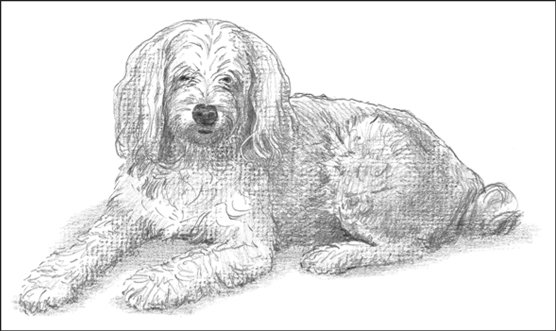Perros de diseño: montones de caniches