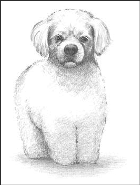 Perros de diseño: montones de caniches