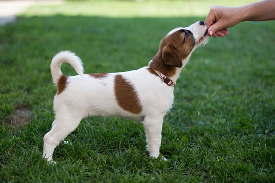 Hoja de trucos de Puppies For aFamilyToday