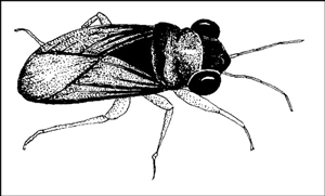 Insectos beneficiosos en el jardín