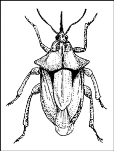 Insectos beneficiosos en el jardín