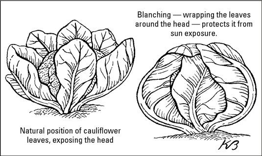 Cómo cultivar cultivos de clima frío