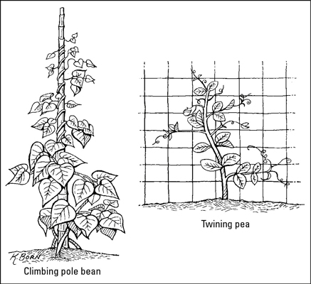 Cómo cultivar frijoles y guisantes