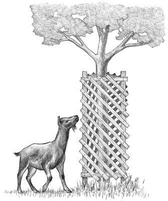 Cómo hacer árboles a prueba de cabras