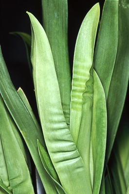 Cómo diagnosticar problemas de riego en orquídeas