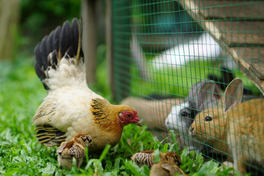 Más allá de los pollos: ganado para su granja en el patio trasero