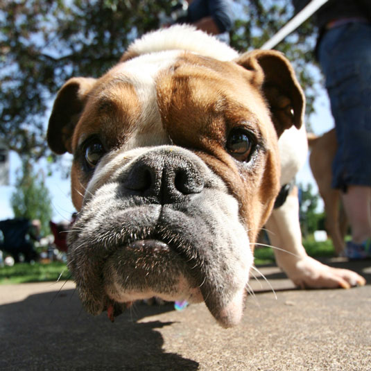 La inteligencia y las emociones de su perro
