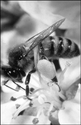 Comprender el papel de la abeja obrera en una colmena