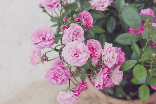 Cómo cuidar las rosas en miniatura