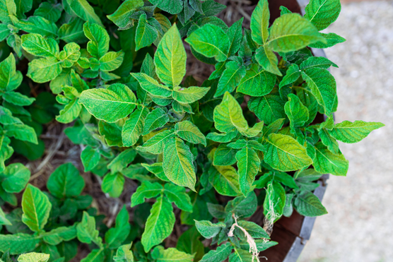 10 maneras de cultivar un huerto en la ciudad para niños