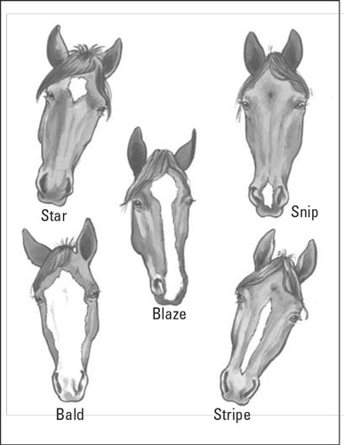 Terminología de caballos: describir correctamente los caballos