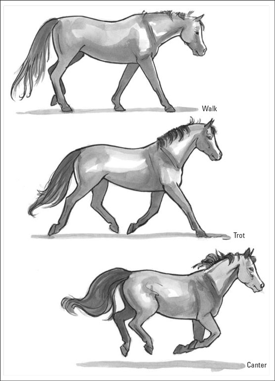 Terminología de caballos: describir correctamente los caballos