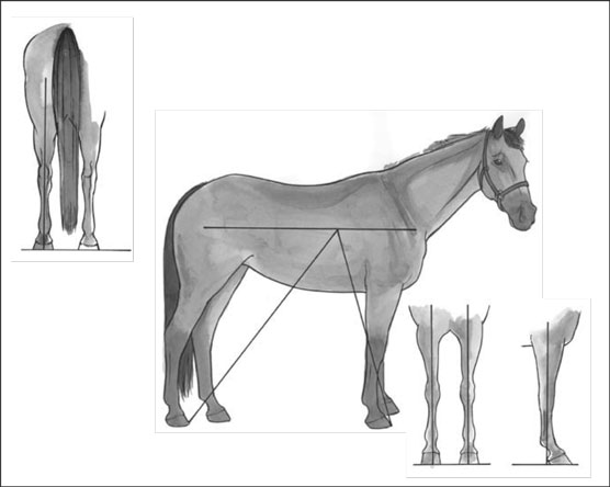 Cuerpos de caballo: sepa la buena conformación de la mala