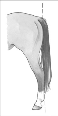 Cuerpos de caballo: sepa la buena conformación de la mala