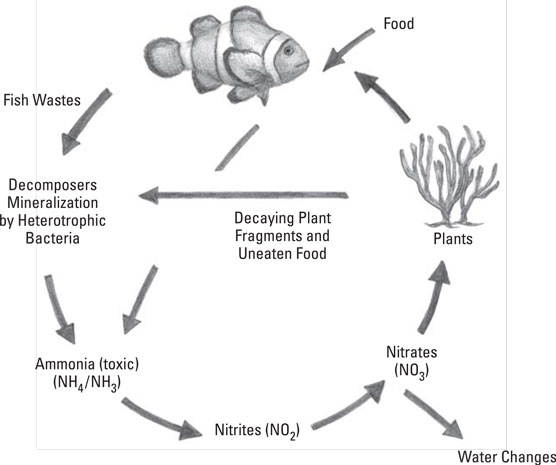 El ciclo del nitrógeno en su acuario de agua salada