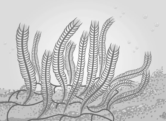 Las algas y su acuario de agua salada