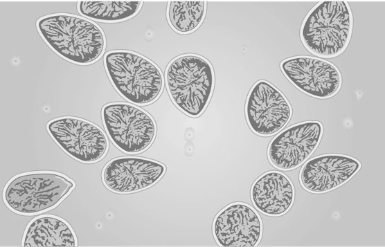 Las algas y su acuario de agua salada