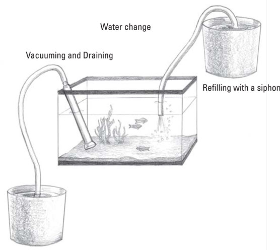 Cómo realizar el mantenimiento básico de un acuario de agua salada