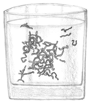 Métodos adecuados para alimentar a los peces de agua salada