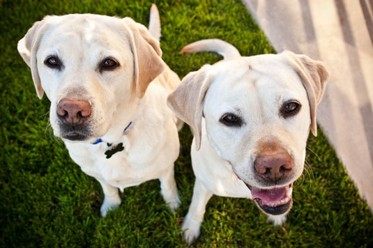 Cómo fotografiar varios perros